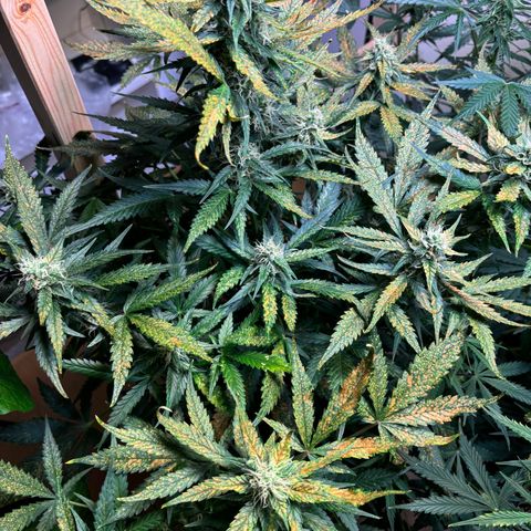 Auto White Widow growlog timeline photo