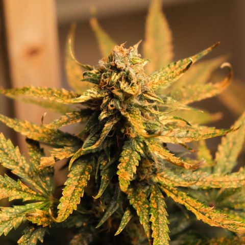 Auto White Widow growlog timeline photo