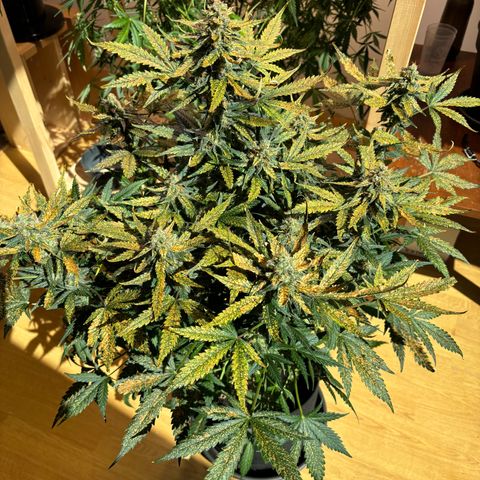 Auto White Widow growlog timeline photo
