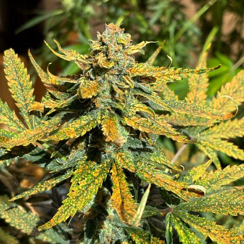 Auto White Widow growlog timeline photo
