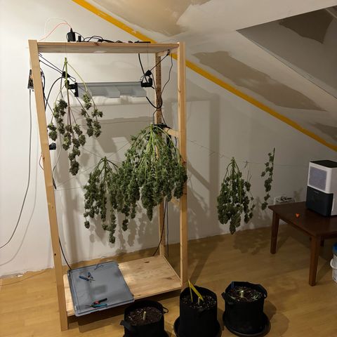 Auto White Widow growlog timeline photo