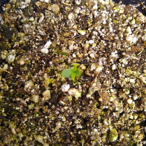OG DEVIL growlog timeline photo