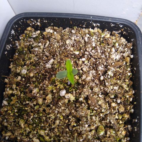 OG DEVIL growlog timeline photo
