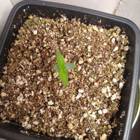 OG DEVIL growlog timeline photo