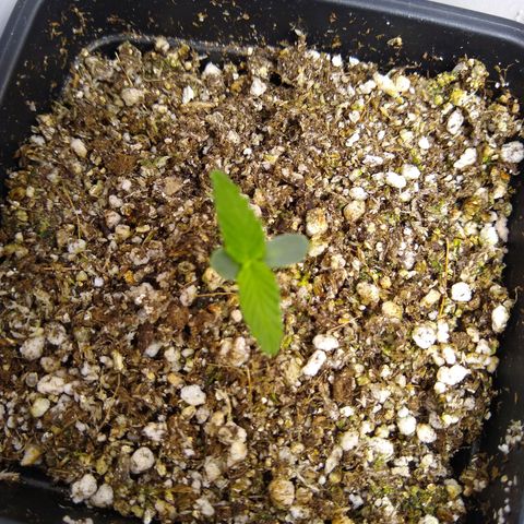 OG DEVIL growlog timeline photo
