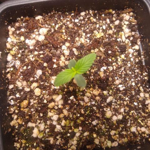 OG DEVIL growlog timeline photo