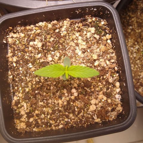 OG DEVIL growlog timeline photo