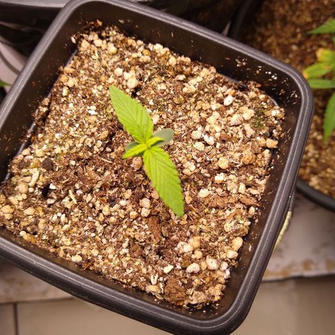 OG DEVIL growlog timeline photo