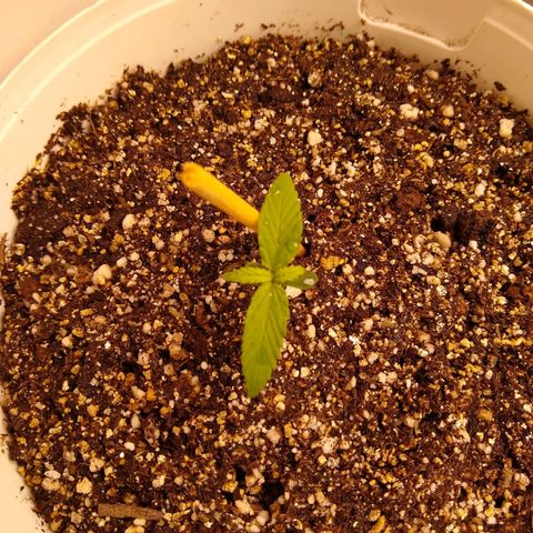 OG DEVIL growlog timeline photo
