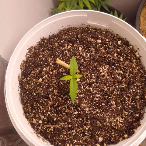OG DEVIL growlog timeline photo