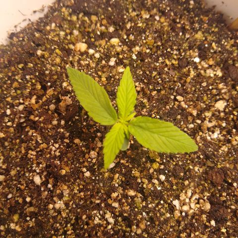 OG DEVIL growlog timeline photo