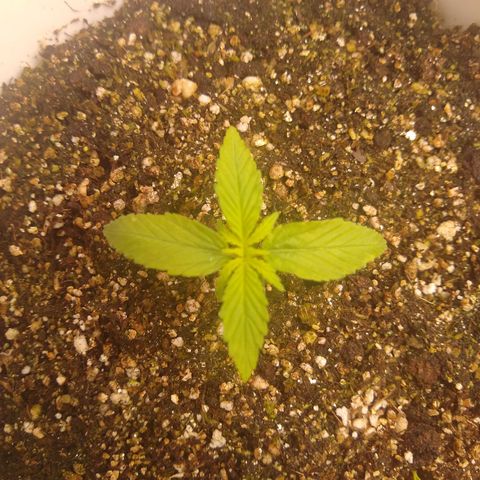 OG DEVIL growlog timeline photo