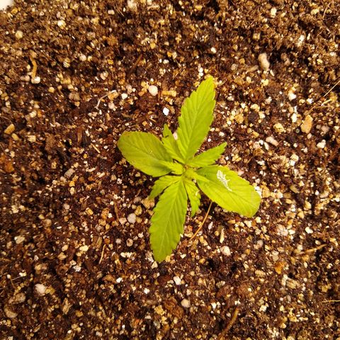OG DEVIL growlog timeline photo