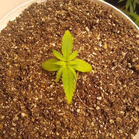 OG DEVIL growlog timeline photo