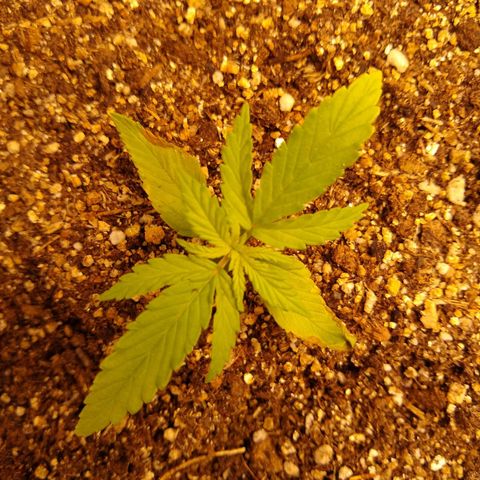 OG DEVIL growlog timeline photo