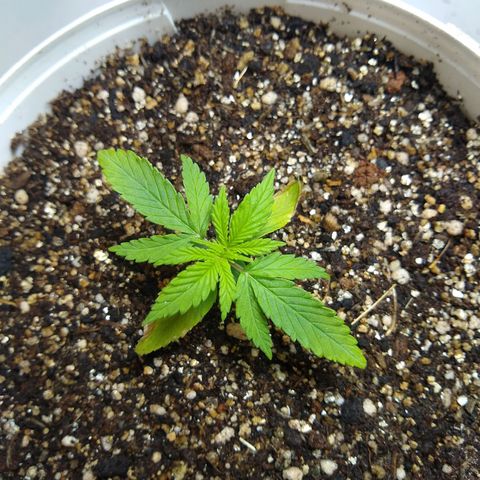 OG DEVIL growlog timeline photo