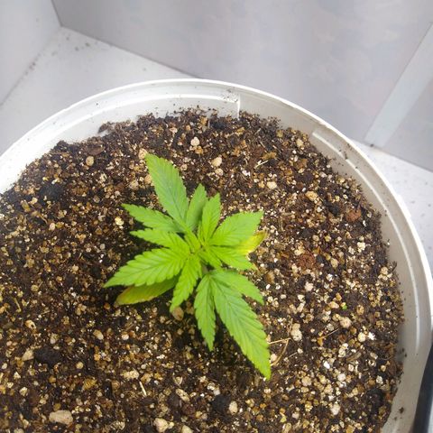 OG DEVIL growlog timeline photo