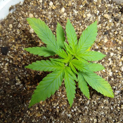 OG DEVIL growlog timeline photo