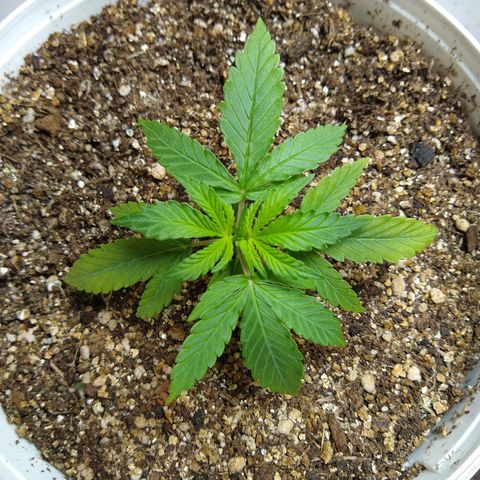 OG DEVIL growlog timeline photo