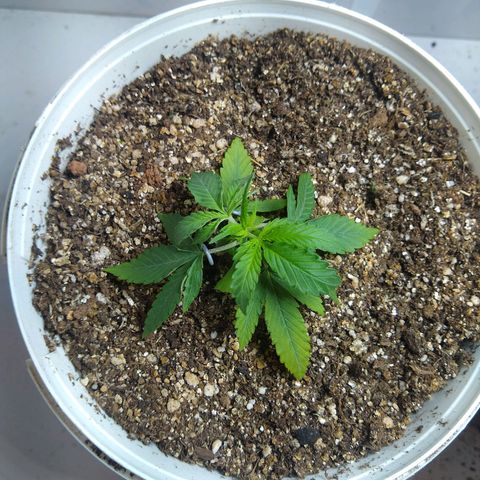 OG DEVIL growlog timeline photo