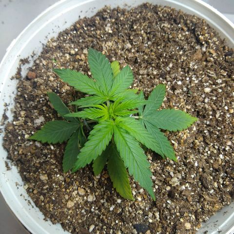OG DEVIL growlog timeline photo
