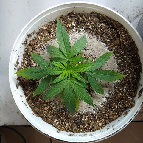 OG DEVIL growlog timeline photo