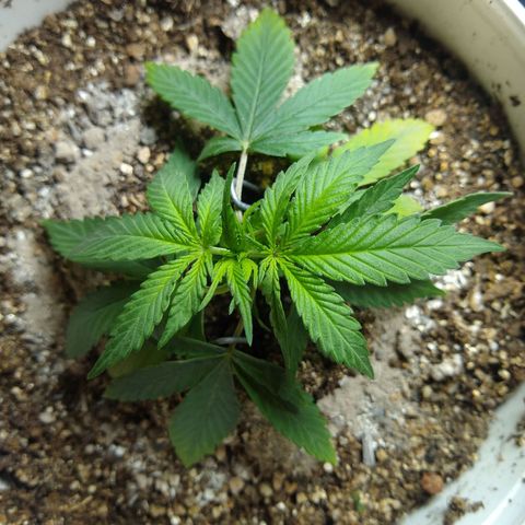 OG DEVIL growlog timeline photo