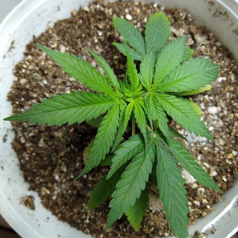 OG DEVIL growlog timeline photo