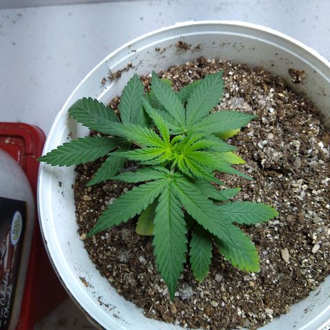 OG DEVIL growlog timeline photo