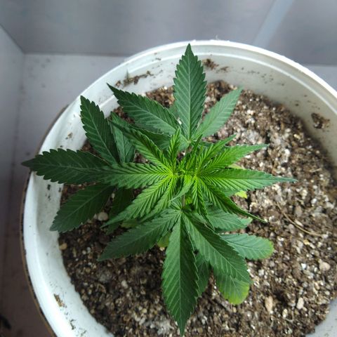 OG DEVIL growlog timeline photo
