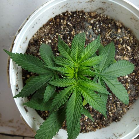 OG DEVIL growlog timeline photo