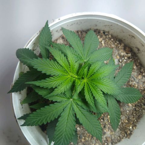 OG DEVIL growlog timeline photo