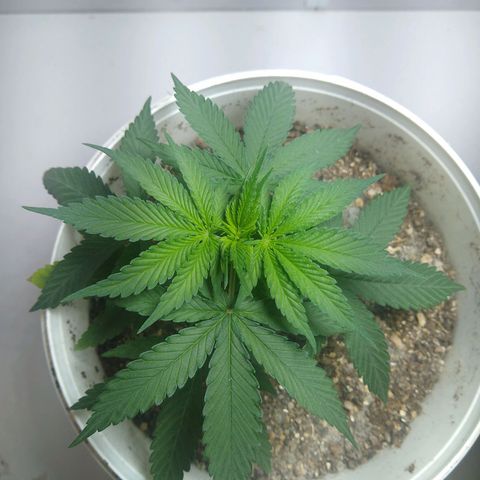 OG DEVIL growlog timeline photo