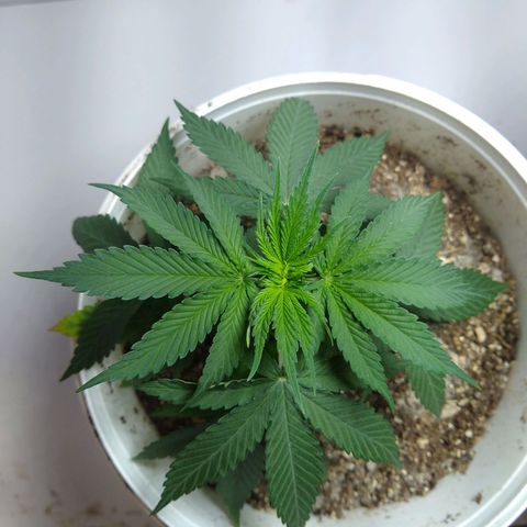 OG DEVIL growlog timeline photo