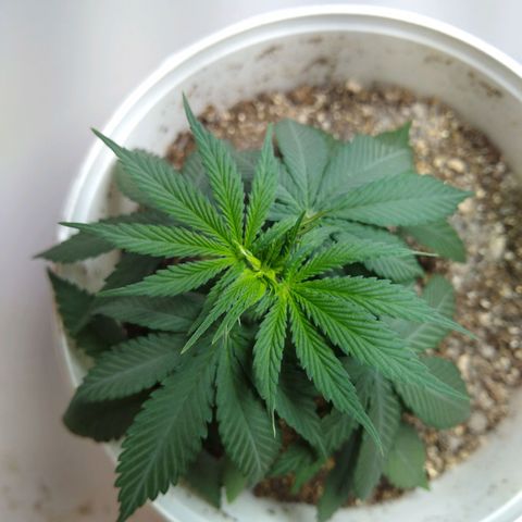 OG DEVIL growlog timeline photo