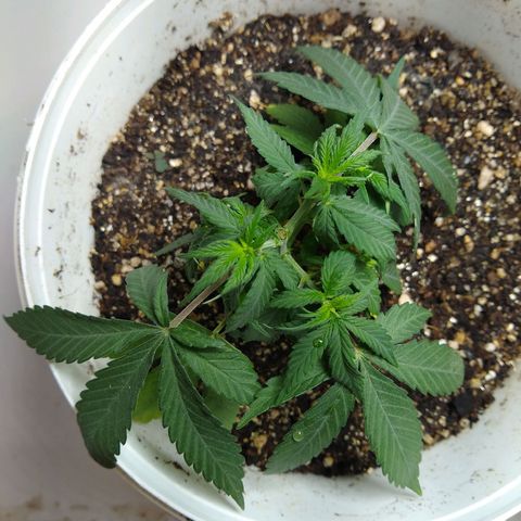 OG DEVIL growlog timeline photo