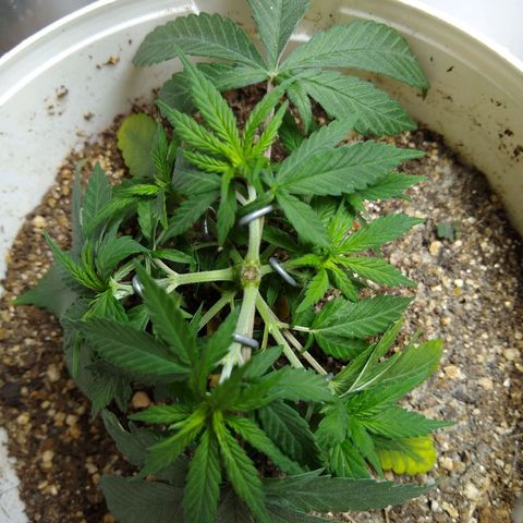 OG DEVIL growlog timeline photo