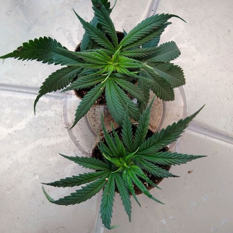 TUTTI FRUTTI growlog timeline photo