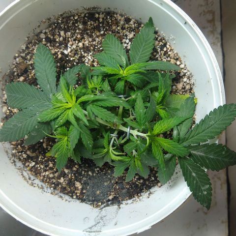 OG DEVIL growlog timeline photo