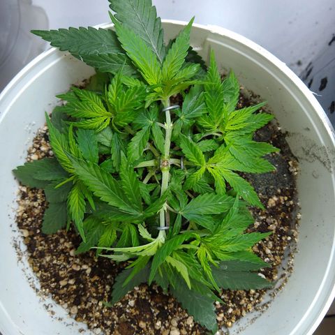 OG DEVIL growlog timeline photo