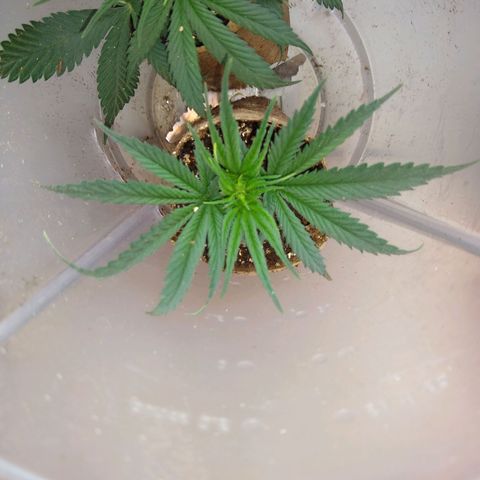 TUTTI FRUTTI growlog timeline photo