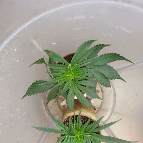 OG DEVIL growlog timeline photo