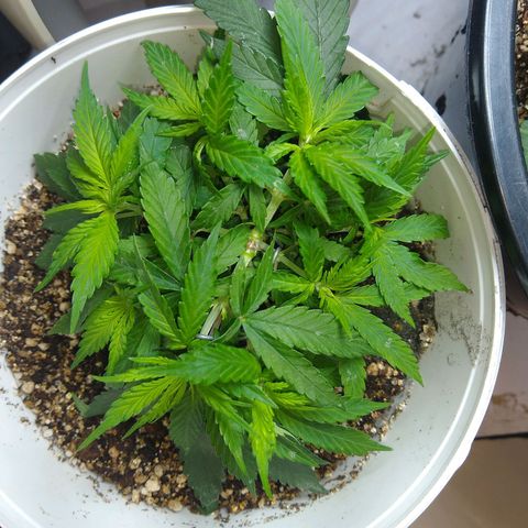 OG DEVIL growlog timeline photo