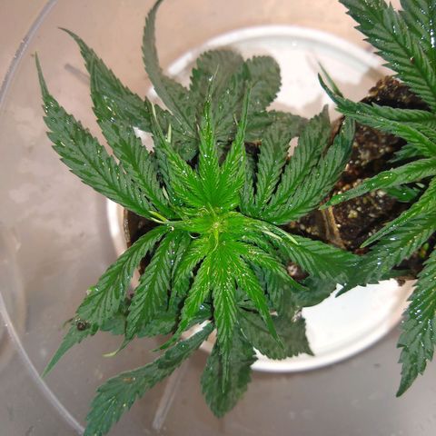OG DEVIL growlog timeline photo