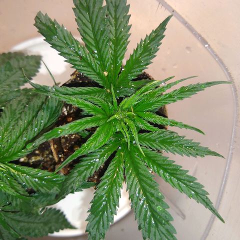 TUTTI FRUTTI growlog timeline photo
