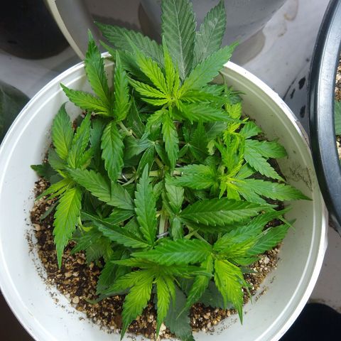 OG DEVIL growlog timeline photo