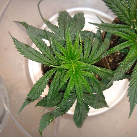 OG DEVIL growlog timeline photo