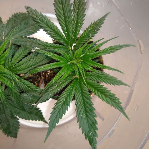 TUTTI FRUTTI growlog timeline photo