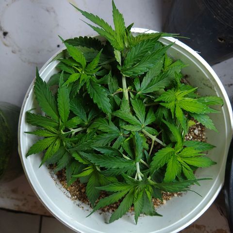 OG DEVIL growlog timeline photo