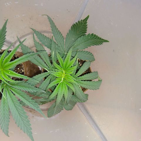 OG DEVIL growlog timeline photo